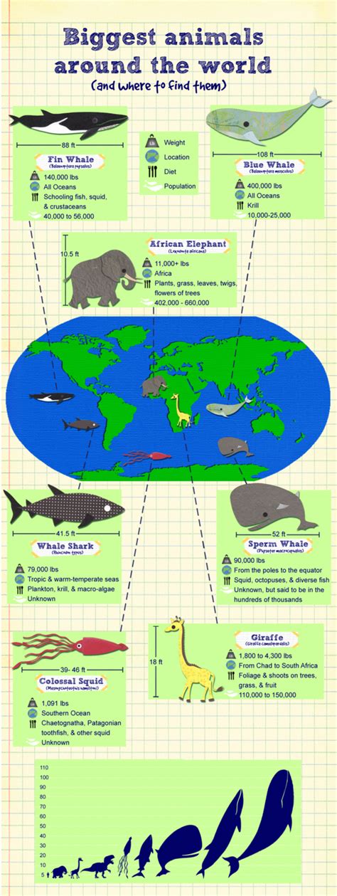 biggest animals around the world- infographic | Big animals, Fun facts about animals, Cool ...