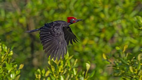 Threatened Endemic Birds of Andaman & Nicobar