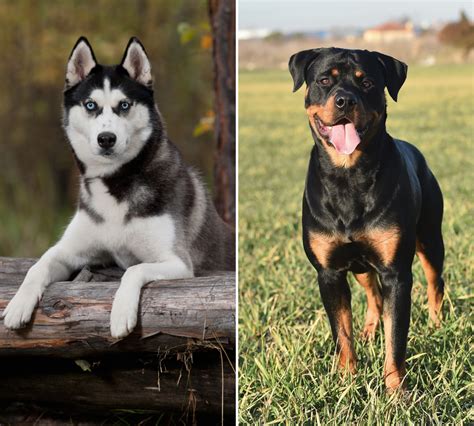 Rottweiler Husky Mix: An Overview of the Rottsky Breed - Woof! It's Zelda