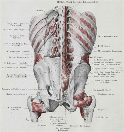 How Fascia works in the human body | The Pain Relief and Wellness Clinic