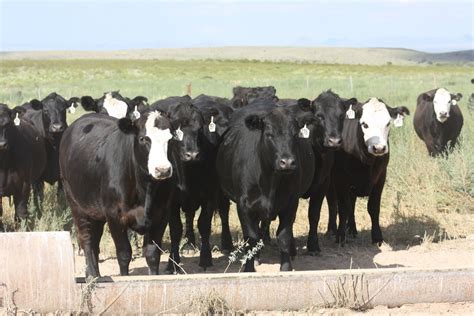 47 - Fancy Black & Black Baldy Heifers - Texas