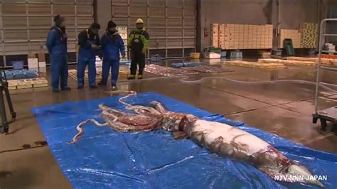 WATCH: Fishermen catch giant squid in Japan - National | Globalnews.ca