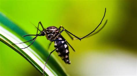 5 effective ways to get rid of mosquitoes this monsoon season - Information News