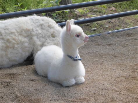 Baby Alpaca. : Eyebleach