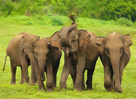 Uda Walawe National Park | Sri Lanka Attractions - Lonely Planet