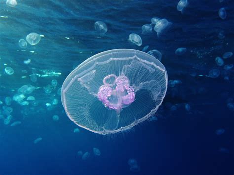 Robot ‘Jellyfish’ to Protect Endangered Coral Reefs | Courthouse News Service