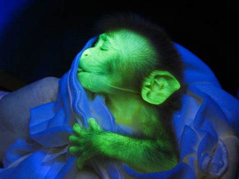 Fifteen Animals You Didn't Know were used in Laboratory Research - HubPages