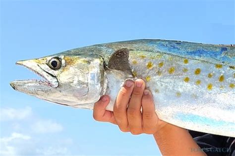 King Mackerel vs Spanish Mackerel, all you need to know | Tom's Catch Blog