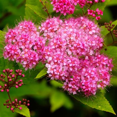 summer flowering shrubs Garden flowers flame scottish artist his just - Family Room Layout