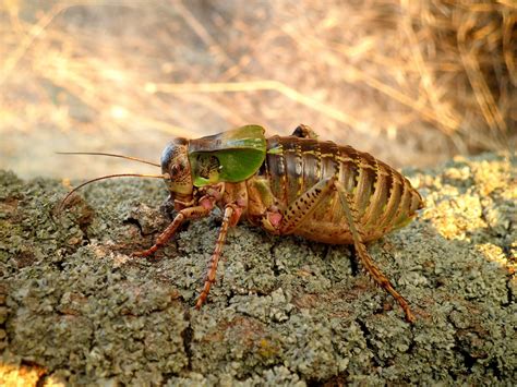 Eurasian eagle owl diet reveals new records of threatened giant bush-crickets – VectorsJournal