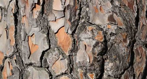 Corteza de los árboles, estructura y composición - Naturaleza y ecología