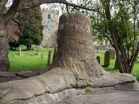 The fossil tree at Stanhope | Tree drawings