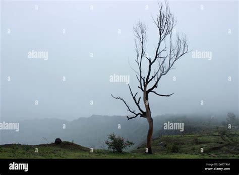 Landscape, Kaas plateau, Satara, Maharashtra Stock Photo - Alamy