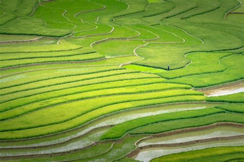 Rice plantations placed in countryside in daytime · Free Stock Photo