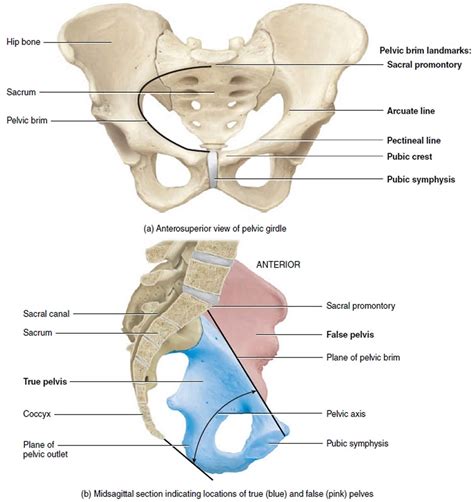 Coccyx bone anatomy, tailbone pain, fractured tailbone & treatment