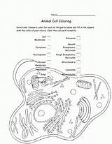 Animal Cell Coloring Pages A Fun And Educational Way To Learn About  sketch template