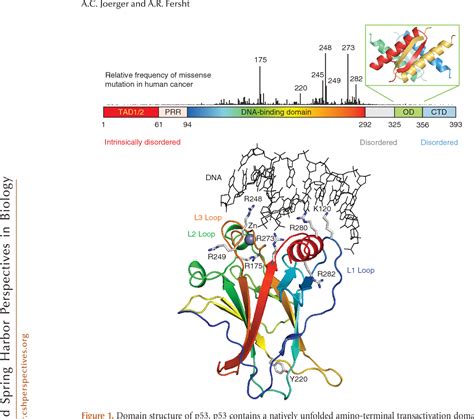 Figure 1 from The tumor suppressor p53: from structures to drug discovery. | Semantic Scholar