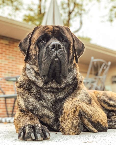 14 Huge Facts About Wonderful English Mastiffs | PetPress