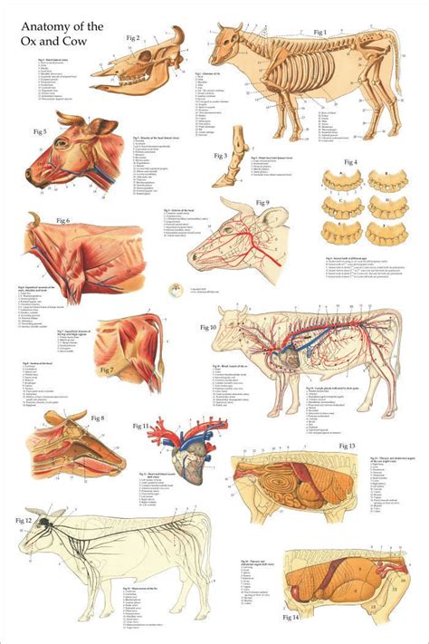 Ox Bovine Cow Veterinary Anatomy Poster 24" X 36" Wall Chart