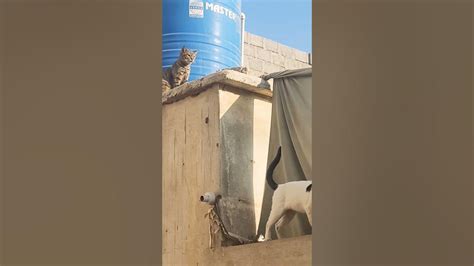 cats 🐶🐈 #cat #funny #comedy #cutecat #cats #2023 #animal - YouTube