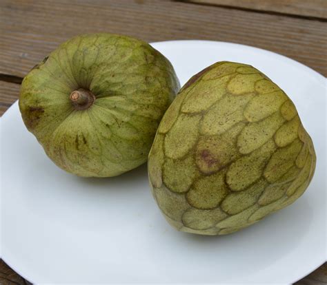 Annona cherimola - Bays Cherimoya - Seeds