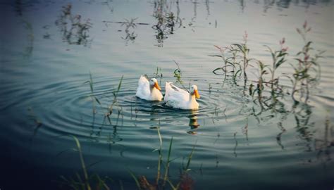 Ameenpur lake - Best place to relax. - Tripoto