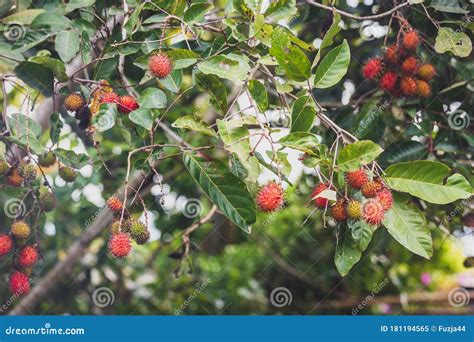 Lychee Fruit on the Tree. Lichi, Fresh. Stock Image - Image of grape, sweet: 181194565