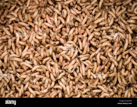 Maggots Stock Photo - Alamy