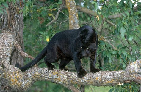 Black leopard - Stock Image - C014/3944 - Science Photo Library