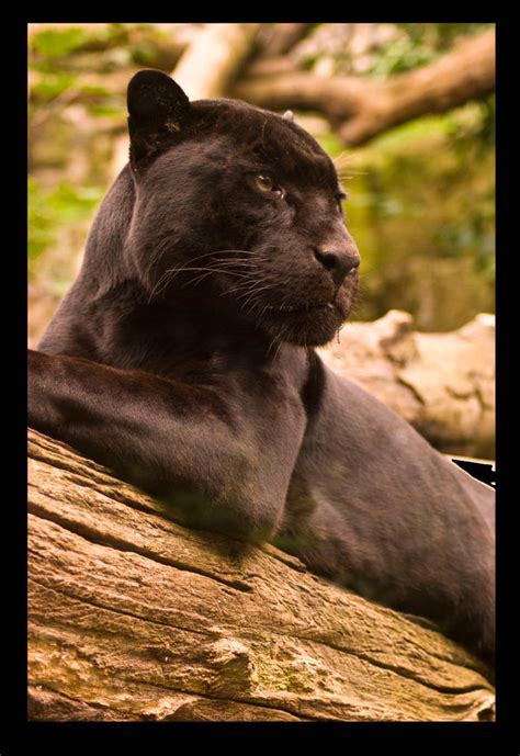 black puma 3 by unucatine on DeviantArt