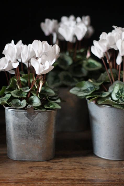 Miss Pickering, of course | Cyclamen care, Winter planter, Planting flowers