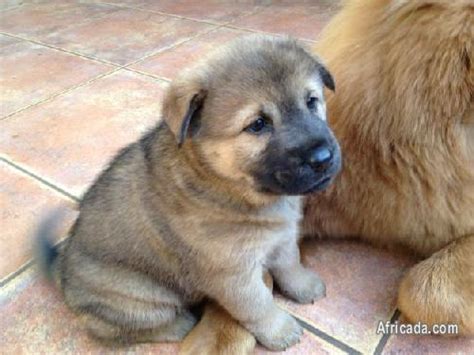 Chusky Puppies For Sale - Pretoria, Gauteng - Photo #3