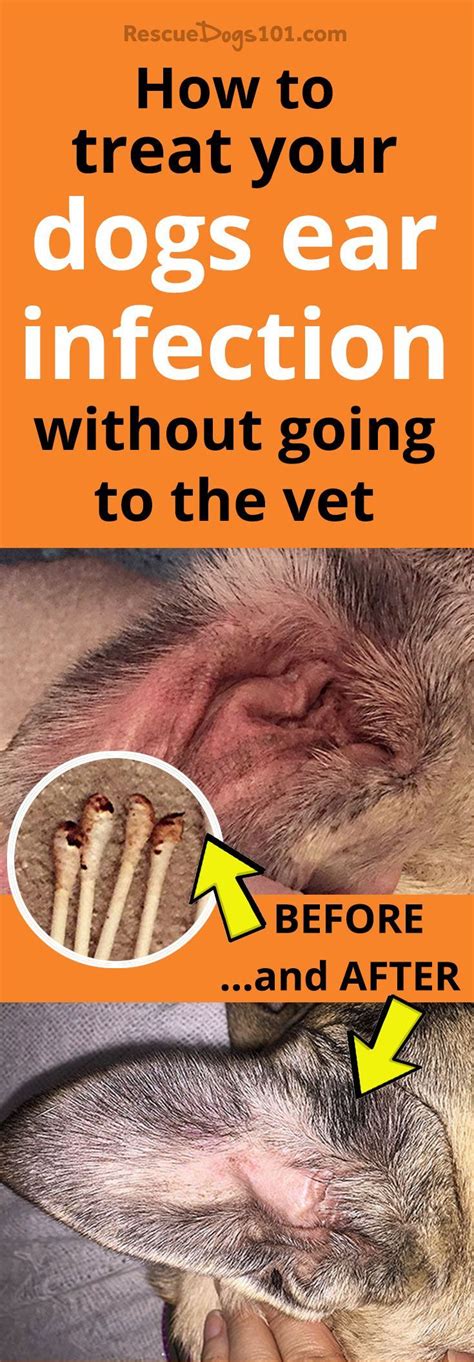 The Secret to Getting Rid of Ear Infections in Your Dog at Home | Dog ear infection remedy, Dogs ...
