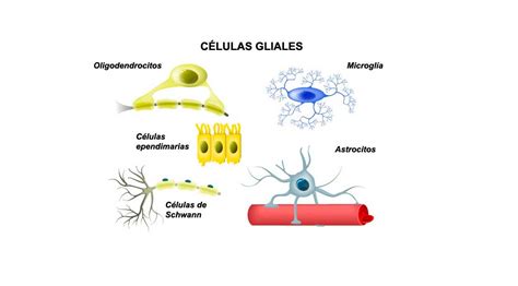 Células gliales del sistema nervioso Tipos y Funciones