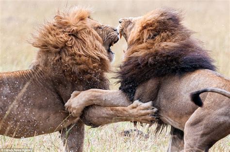 Kenya lions fight for the right to lead their pride in amazing pictures | Daily Mail Online