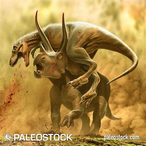 Triceratops vs Juvenile Tyrannosaurus stock image – Studio 252MYA