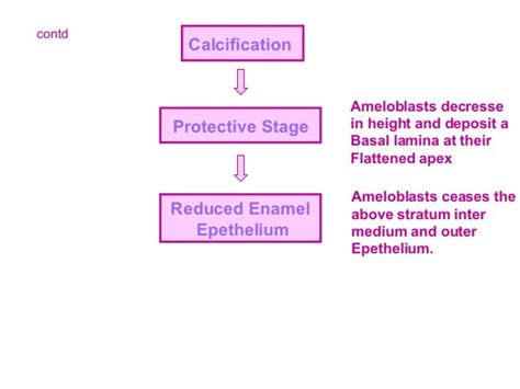 Amelogenesis - Stages of enamel formation