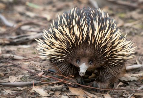 Short-beaked Echidna Facts | Australian Animals