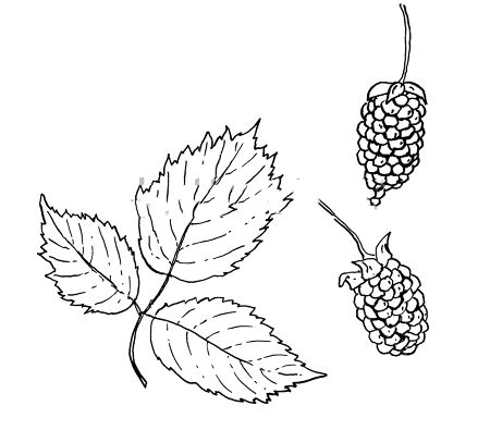 Loganberry facts and health benefits