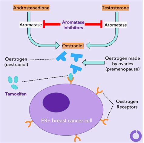 Tamoxifen vs. Aromataseremmers - Hoe werken ze? - OWise NL