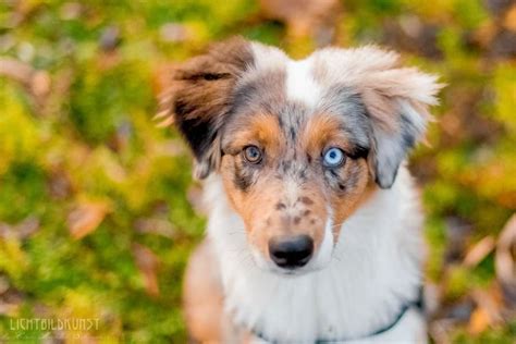 This Multi-Colored Border Collie Pup Has Such a Pretty Face. Pretty Dogs, Pretty Face, Cute ...