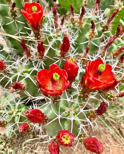 Claret Cup Cactus: The Red Blooming Desert Cactus