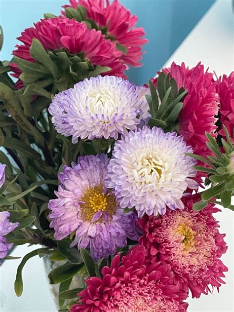 flowers | bouquet | aster | pink | purple | Aster flower, Flowers ...