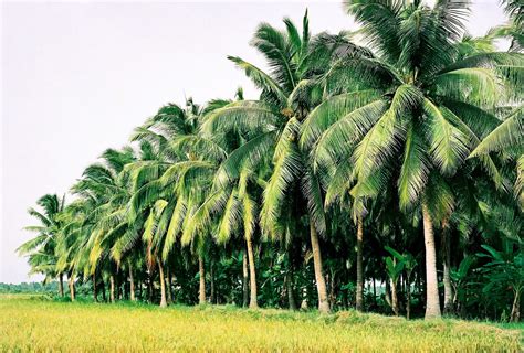 Ben Tre - a land of coconut and fresh fruits | Attractions