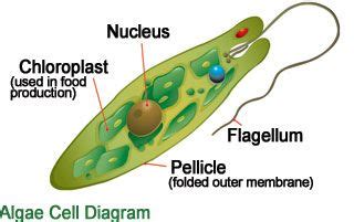 http://www.uvcomparison.com/images/science_EuglenasAlgae.jpg Algae Cell ...