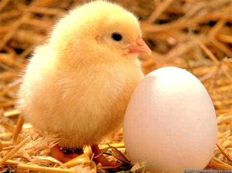 Spring Chickens Wallpapers - Wallpaper Cave