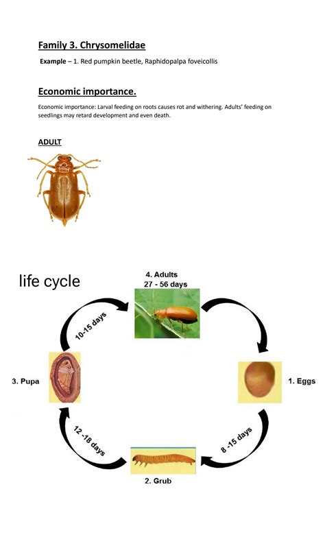 SOLUTION: Coleoptera life cycle - Studypool