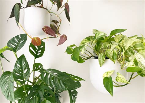 Top 3 Low-Light Hanging Plants | Indoor Friends