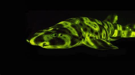 Glow-in-the-dark sharks and other stunning sea creatures | David Gruber - YouTube