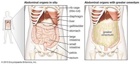 Abdominal cavity | Anatomy, Organs & Functions | Britannica